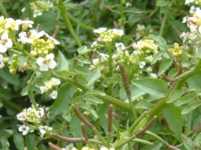 Nasturtium officinale / Crescione d''acqua